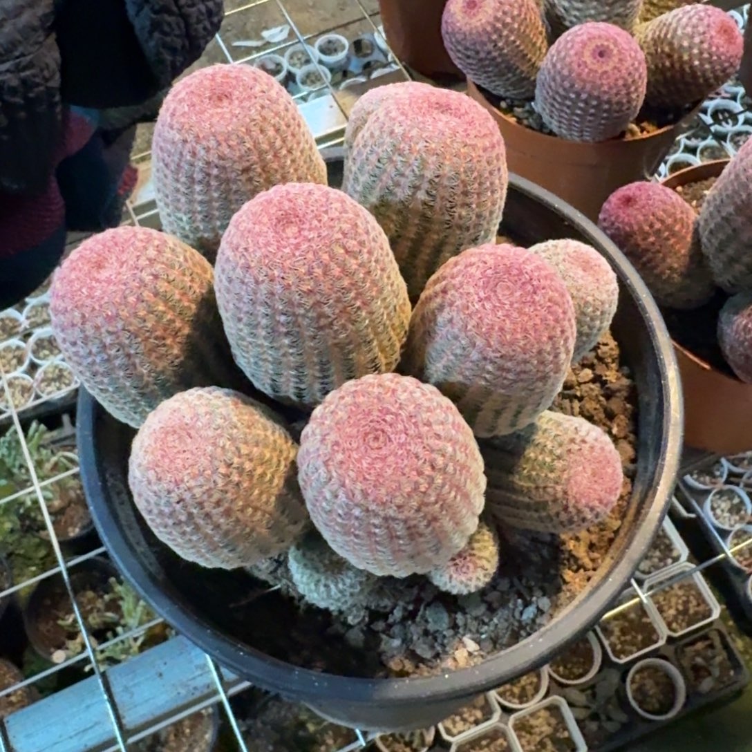 重***来可口可乐了可口可乐