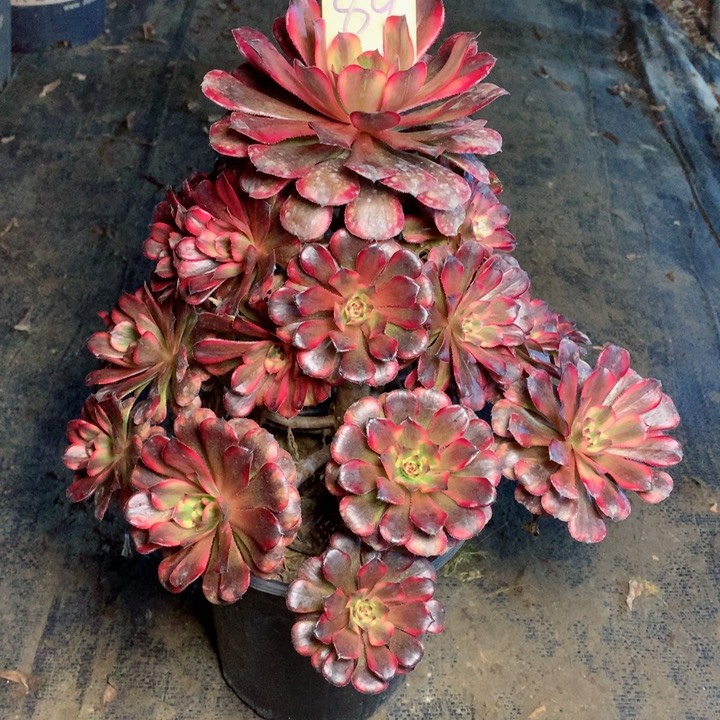 89十里红妆多肉一物一拍