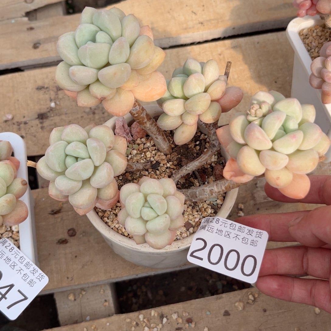 2000；f h f g j f b h h h