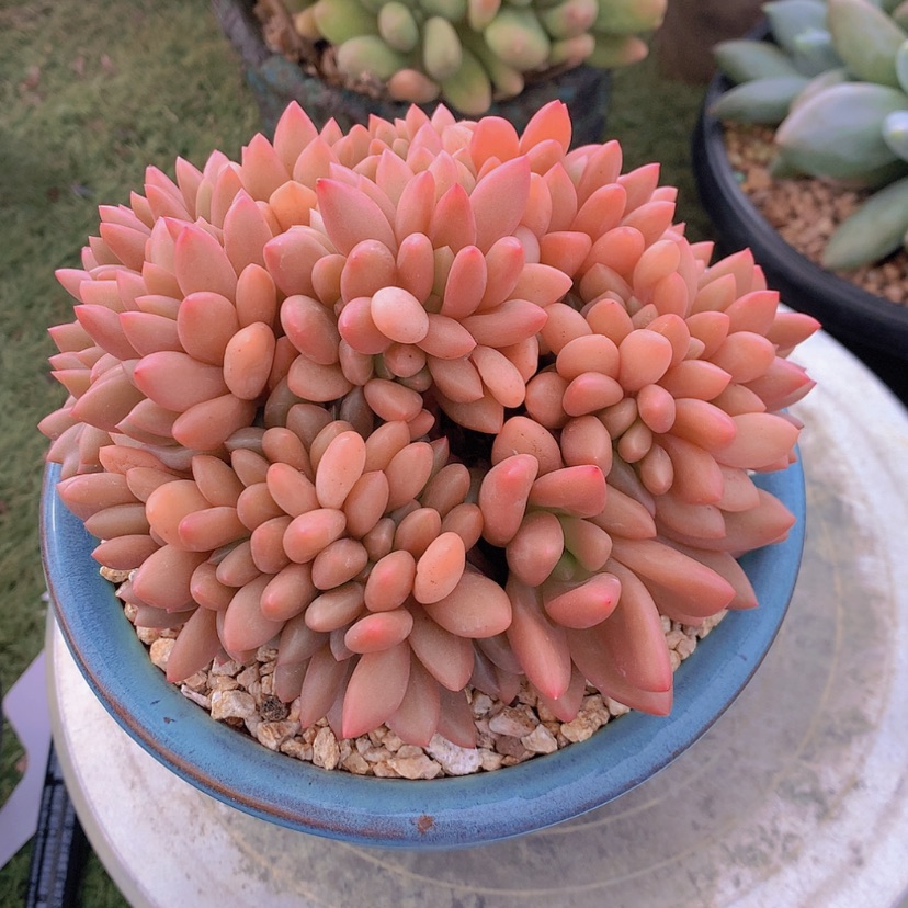 【闪购商品】彩虹桃花源