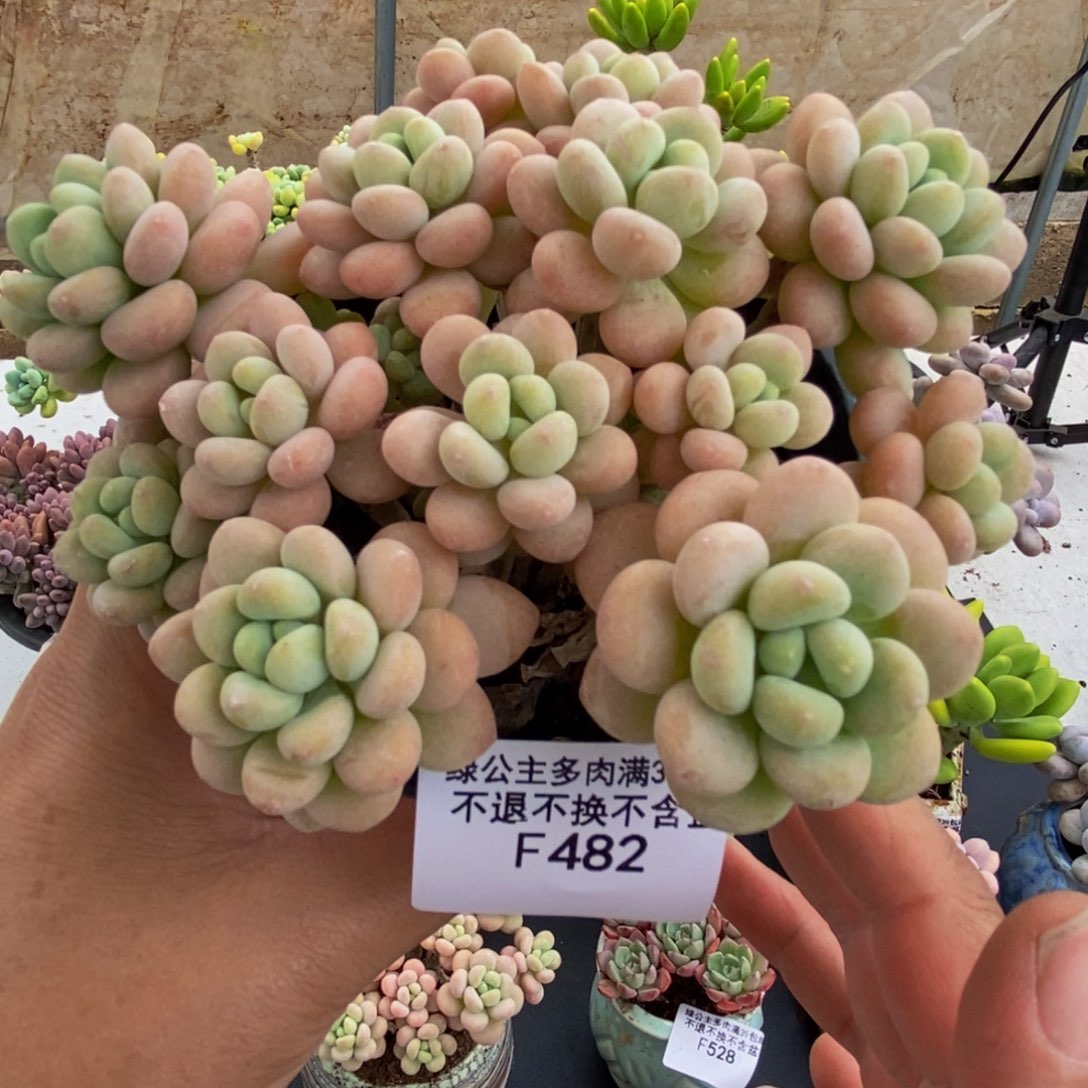 482洛可可12cm多肉