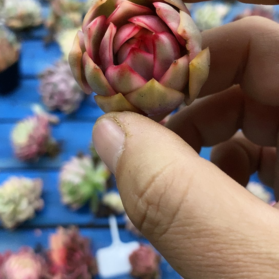 667红宝莲灯锦多肉植物哇啦塞