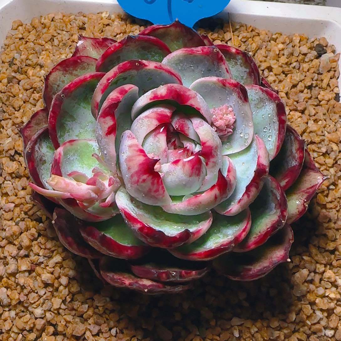 ?***亿惊鸿仙子一物一拍678号有干疤介意勿拍