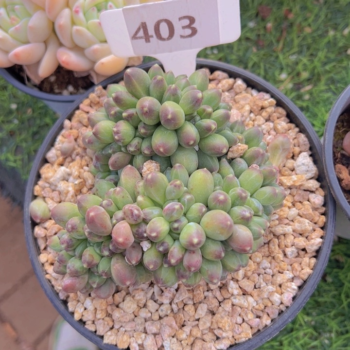 健健康康平平安安