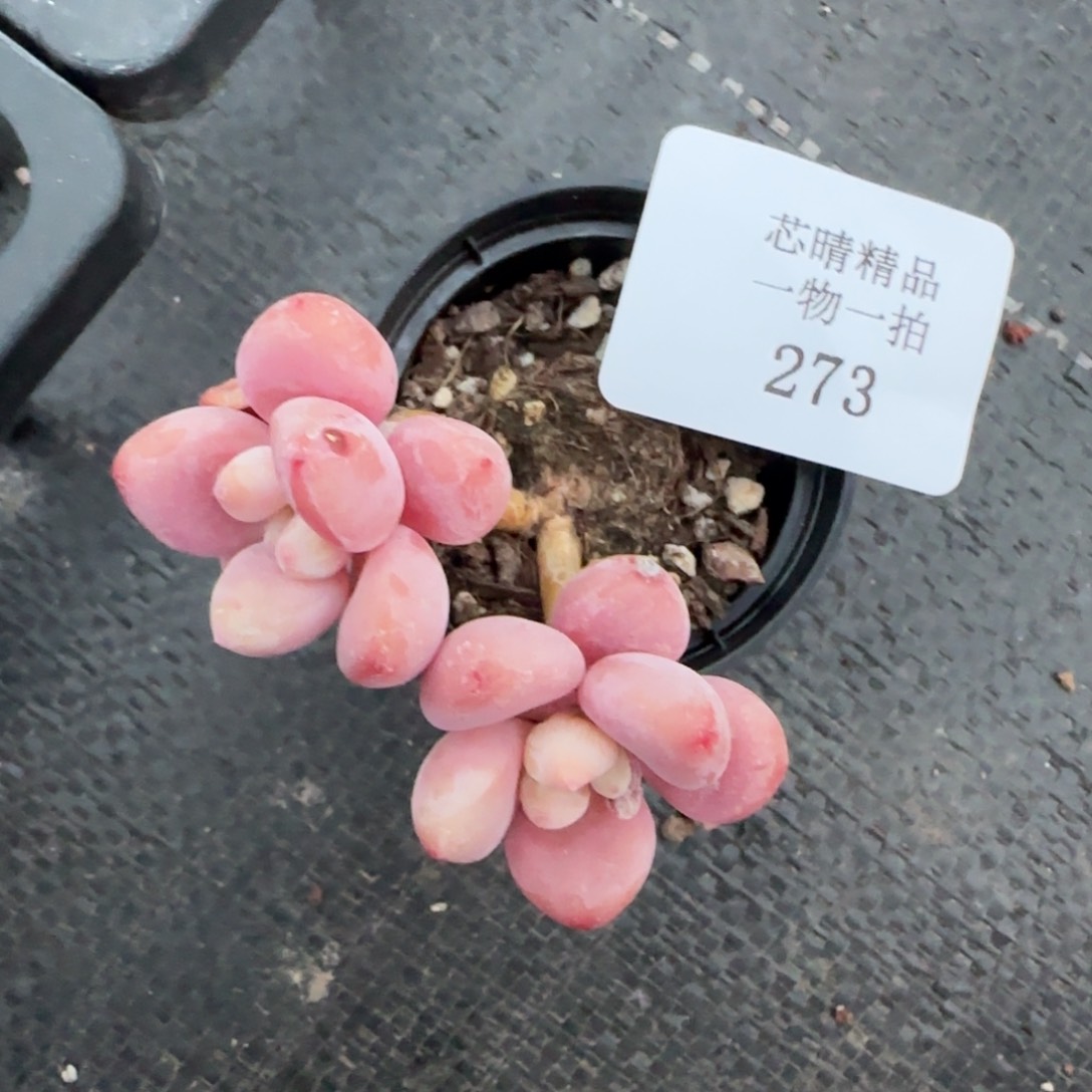 闪购精品多肉273号