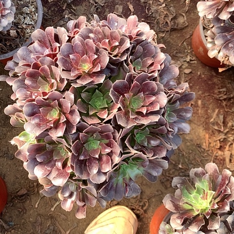 M***m欧紫多肉植物法师30