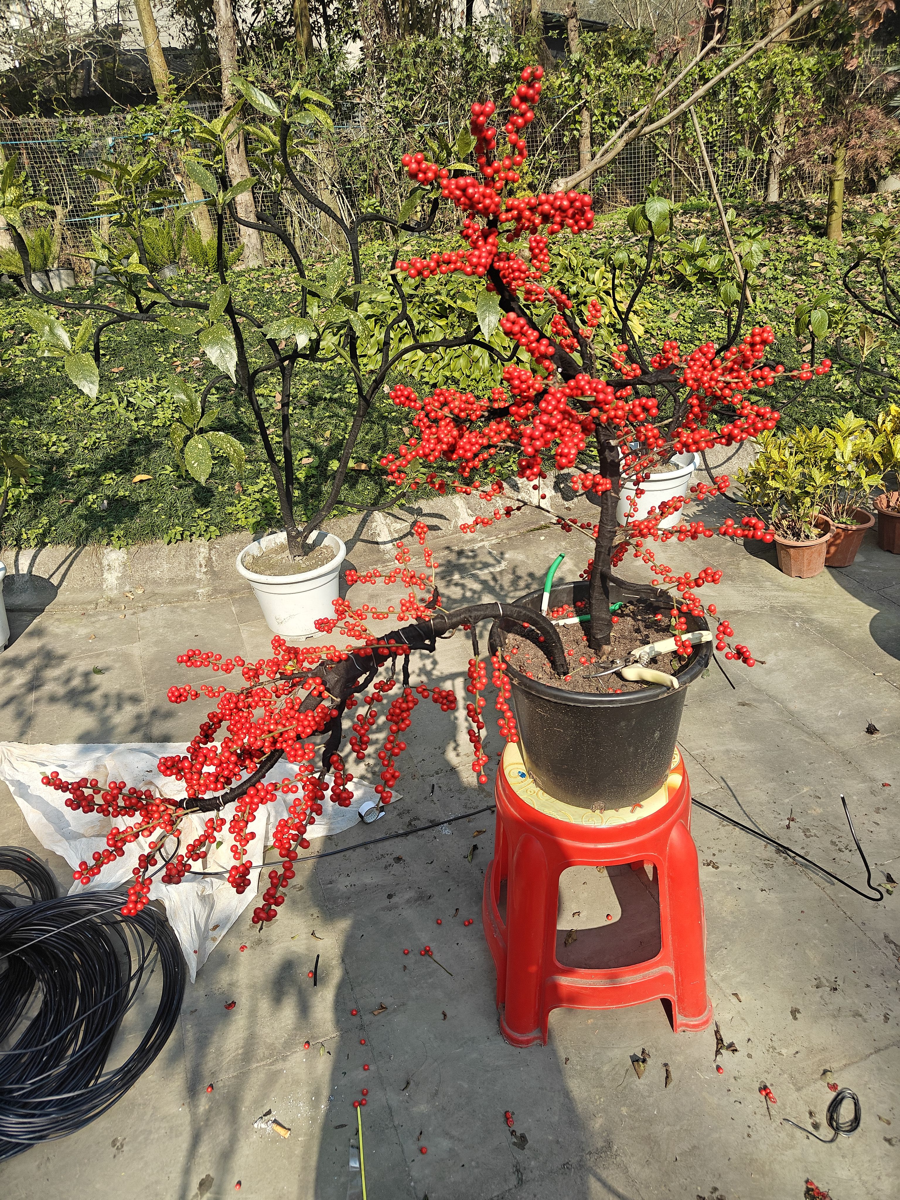 北美冬青带红果绿植盆栽阳台庭院耐寒好养活观果植物室内装饰