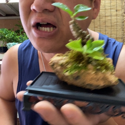 红陶一物一拍所见即所得44