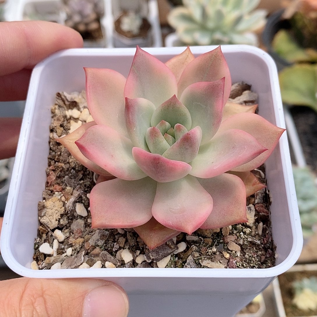 卡梅拉锦多肉植物