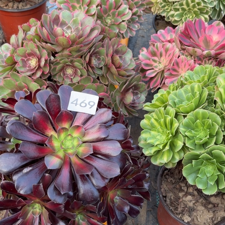 茗***坊6棵多肉断枝不包469