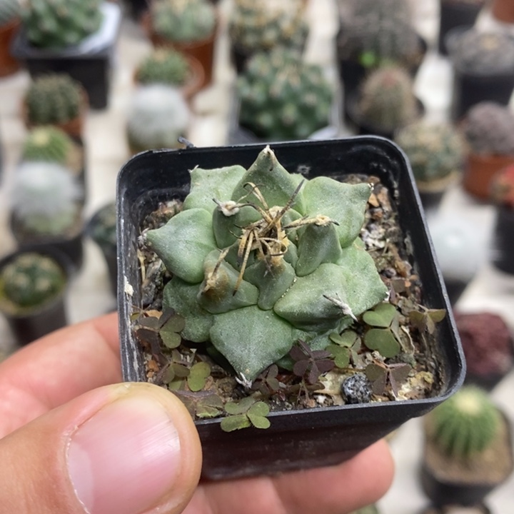 实生赤花娇丽特价