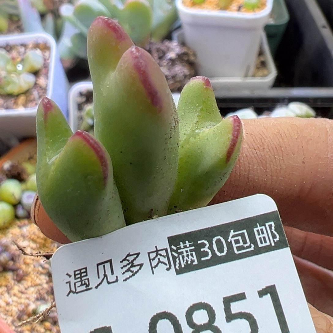 多肉植物1111111111111111