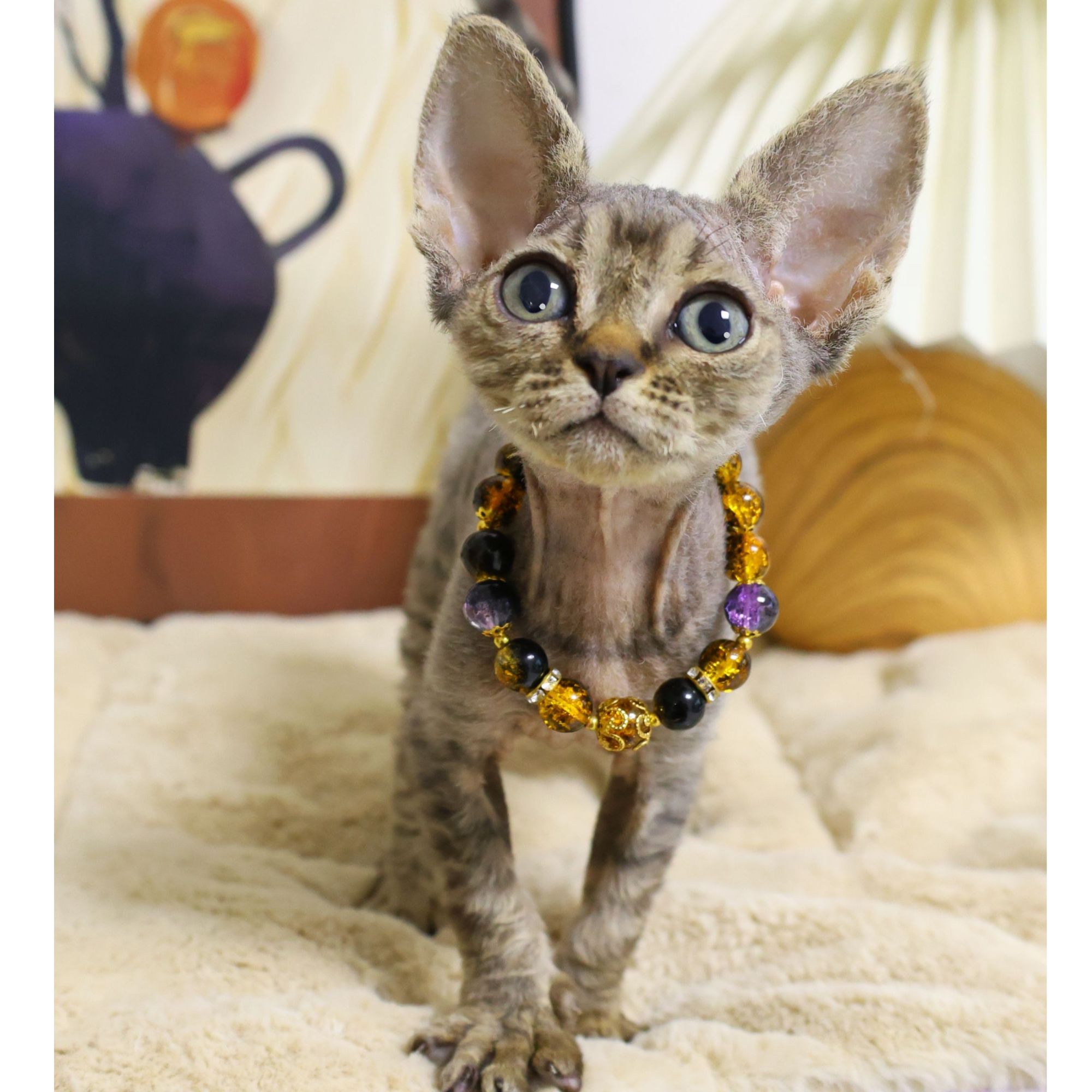 【蔚蓝】德文卷毛猫虎斑妹妹-虎妞