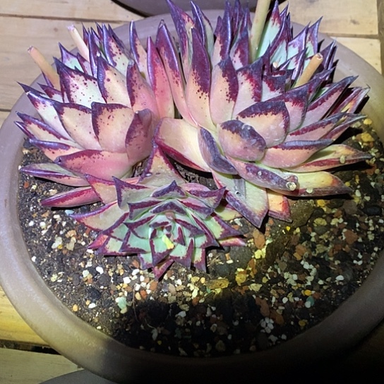 每周特价活动开始啦