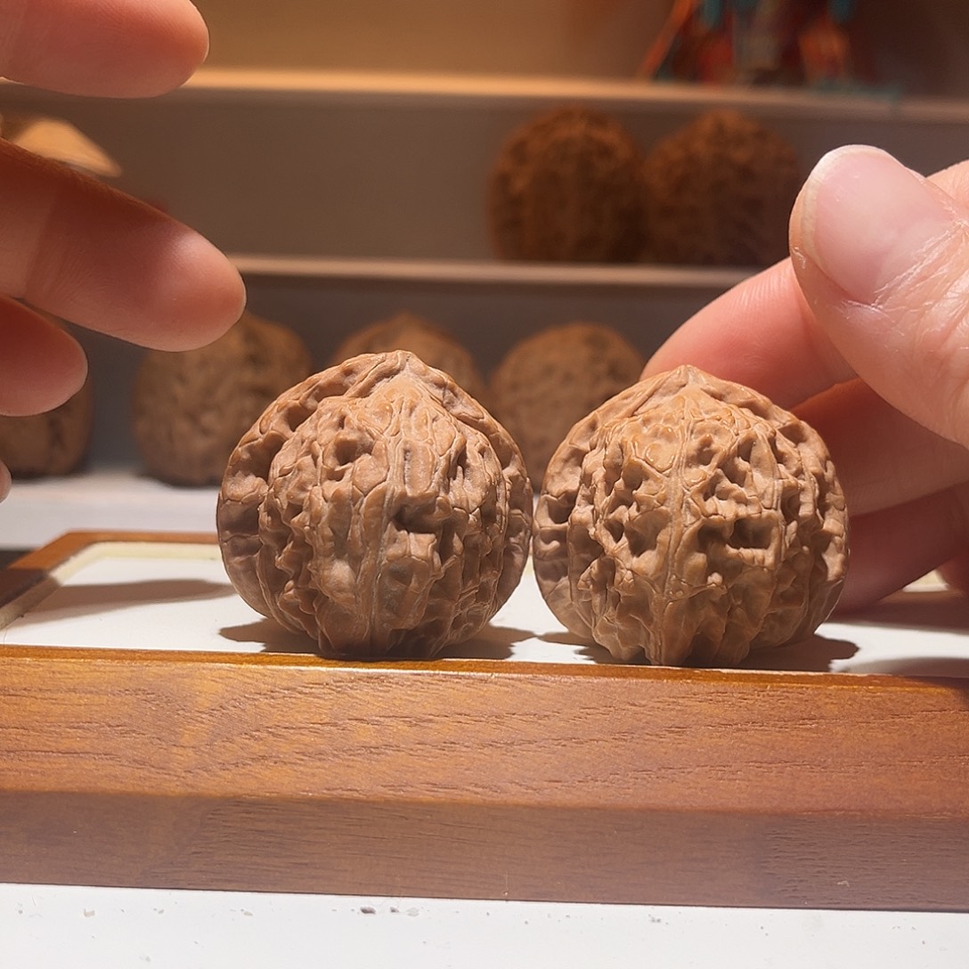 36全品三角白狮子，骨质好