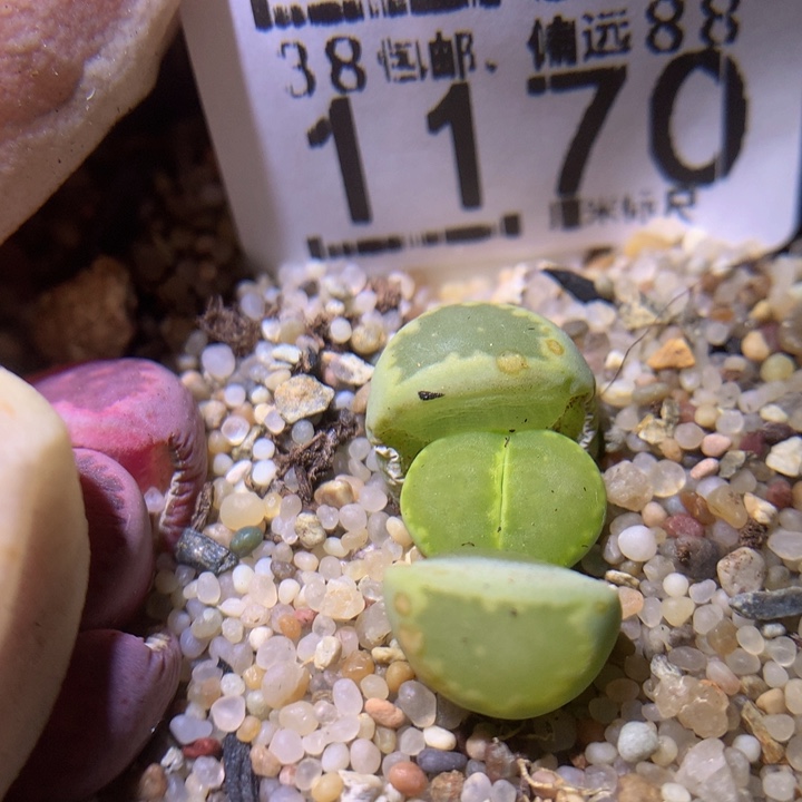 Sss精品生石花1170