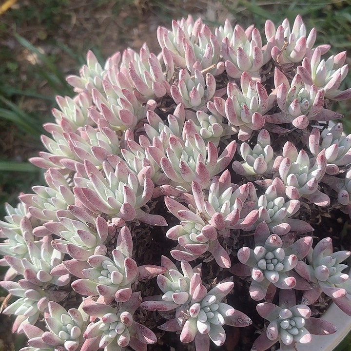 仙女杯多肉植物提取