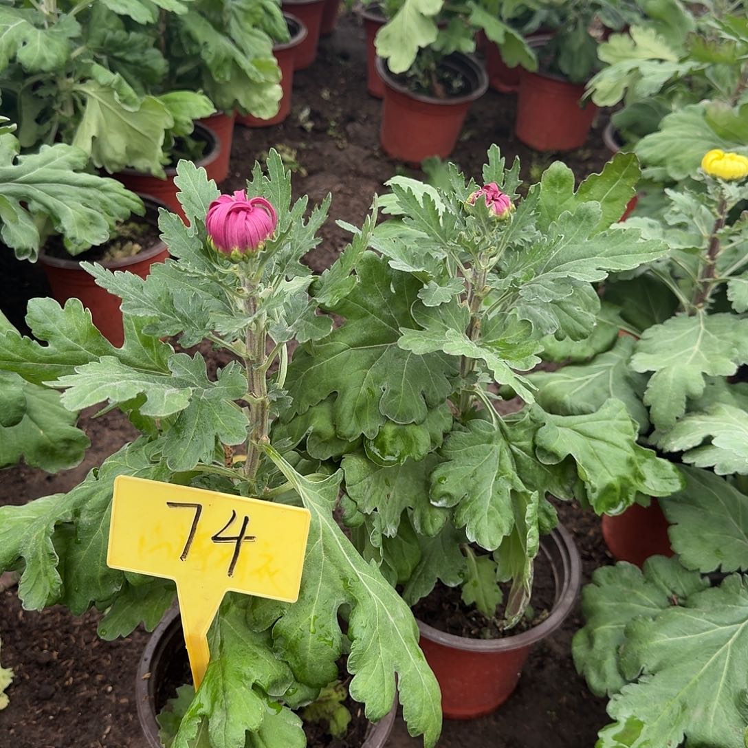 ****如大部分花苞少量开放74八十祝