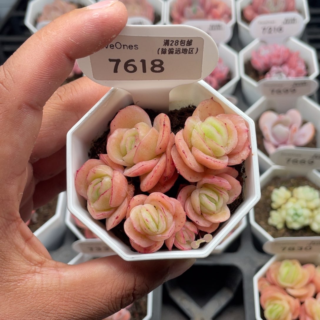 7618冰玫瑰5.0厘米