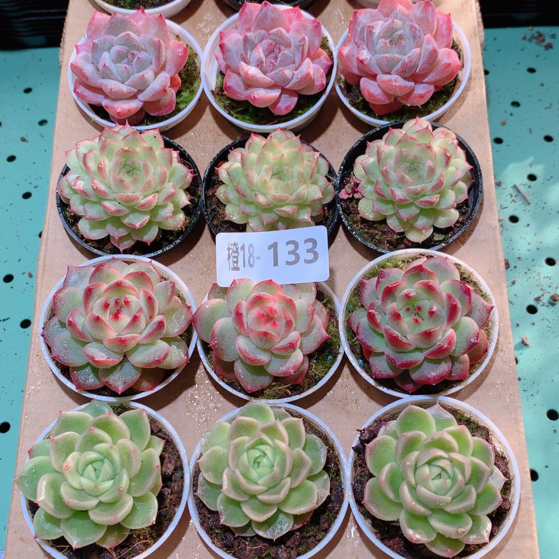 18-133一物一拍多肉带盆18颗
