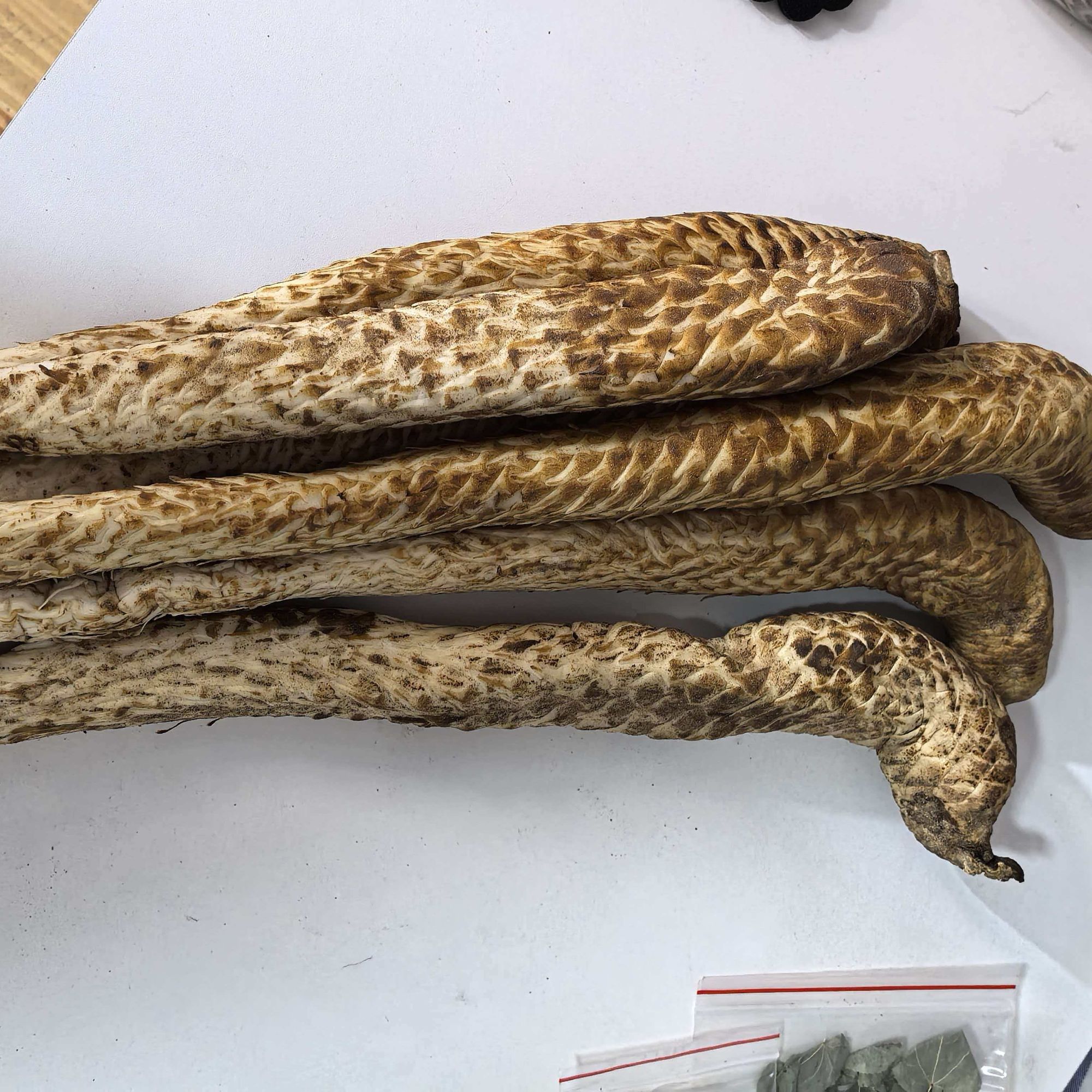 新鲜肉蓉3斤5年生长