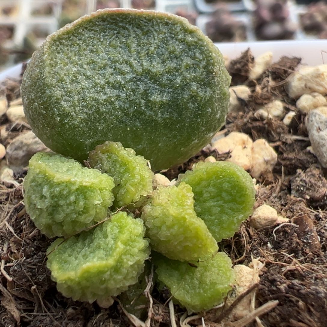实生底叶苗纹路款多肉植物水泡