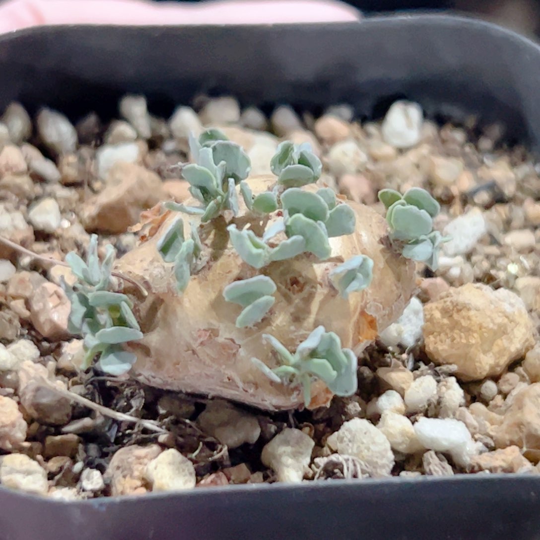 格家厚敦菊块根植物