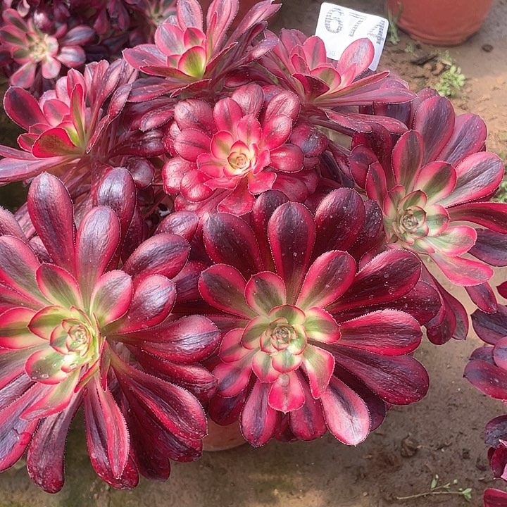 多肉法师法师多肉674