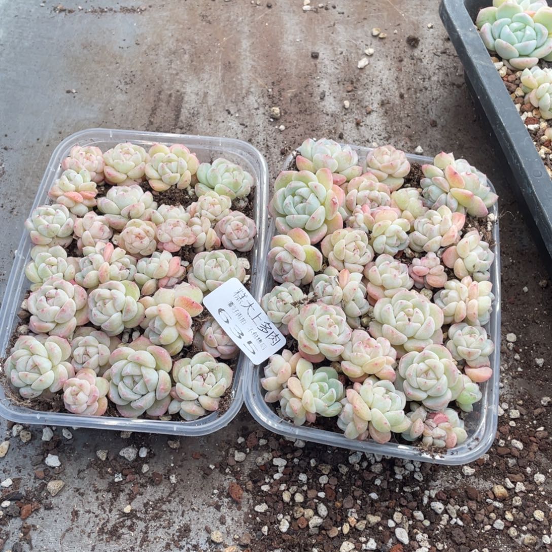 娟***梓糕大上多肉植物635