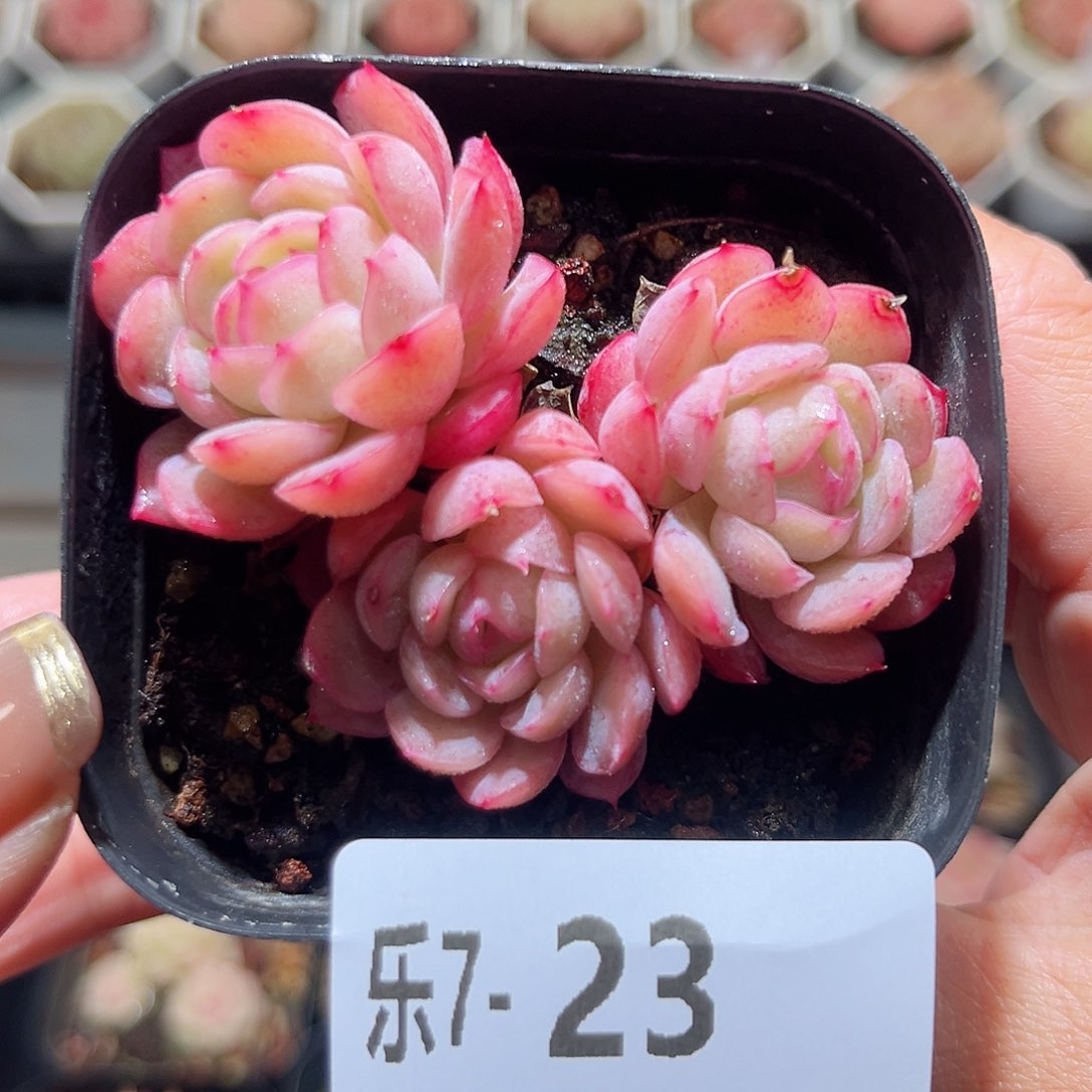 乐7-23 冰花群不包整