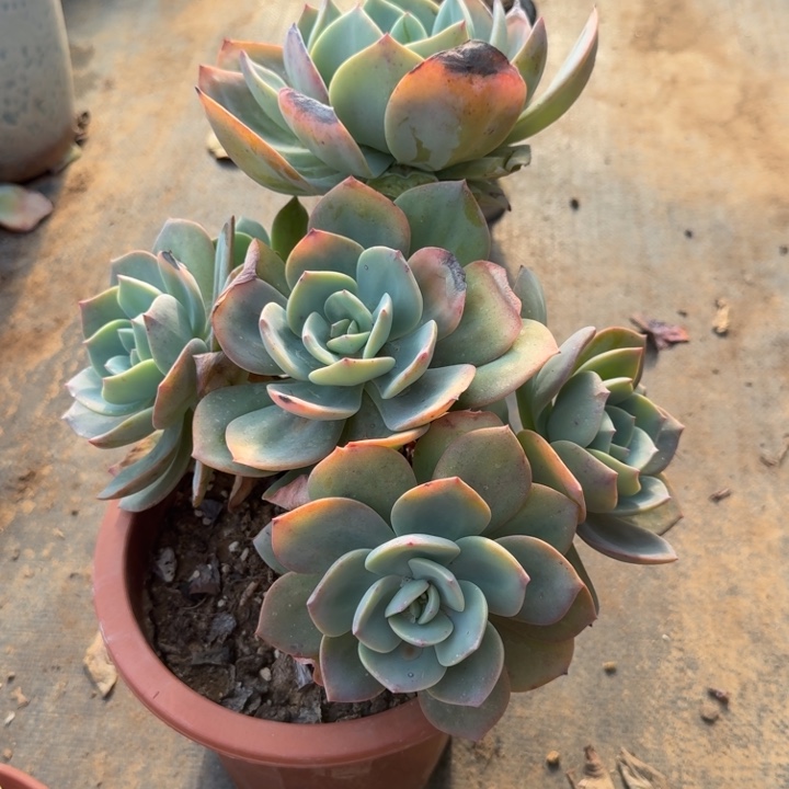 ۵***࿐老庄白凤多肉植物