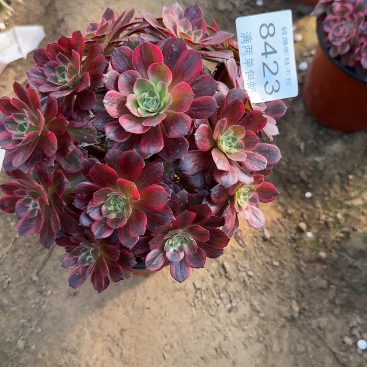 8423安娜多肉植物