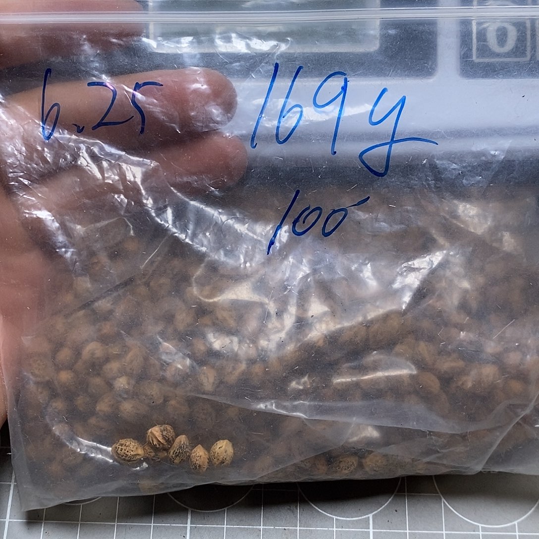 柏香籽/百香籽吊坠