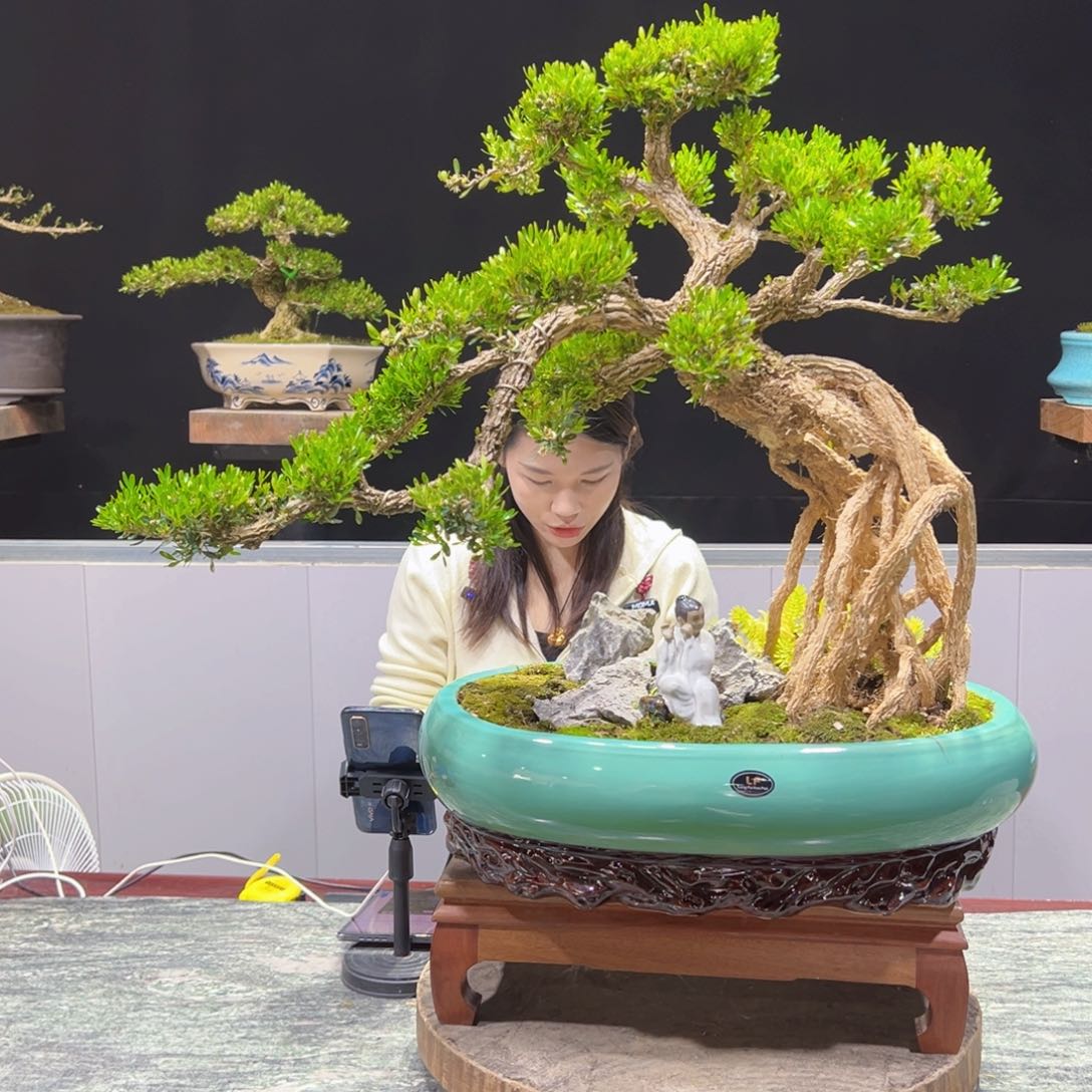 四季常青老桩黄杨盆景