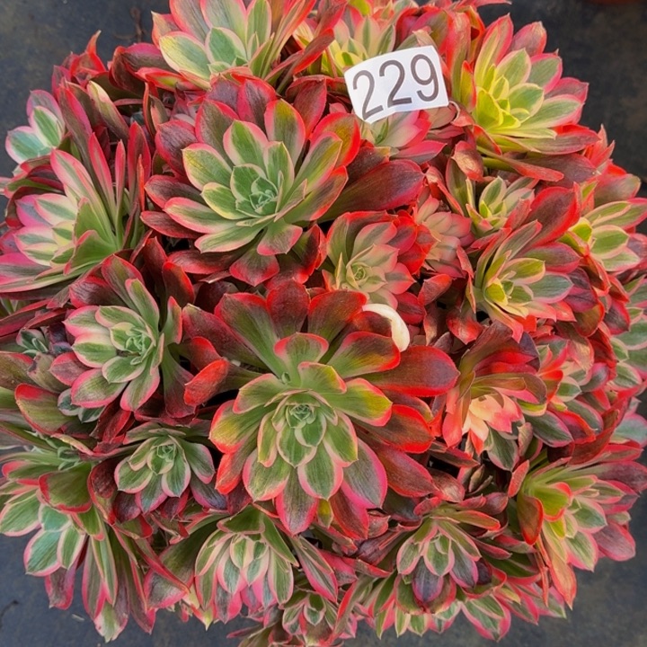 00000000229花样年华