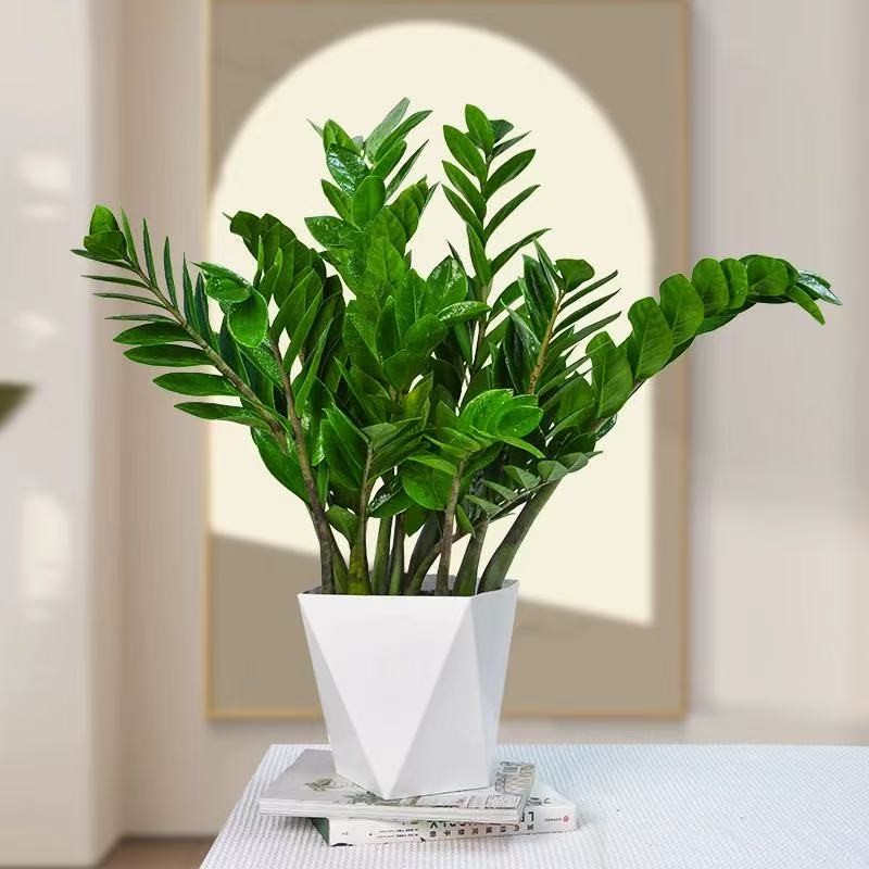 60 - 70cm金钱树盆栽室内客厅阳台四季常青好养绿植