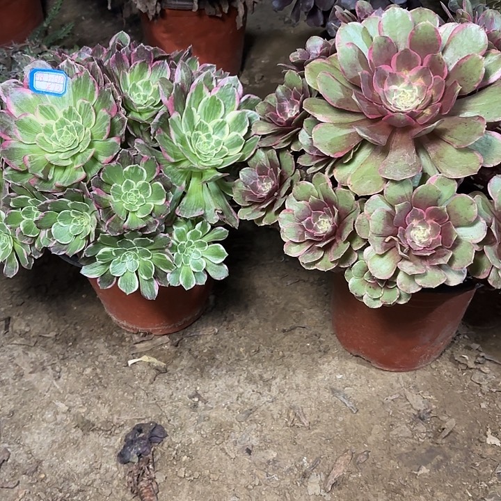 陌***光多肉植物法师2颗43