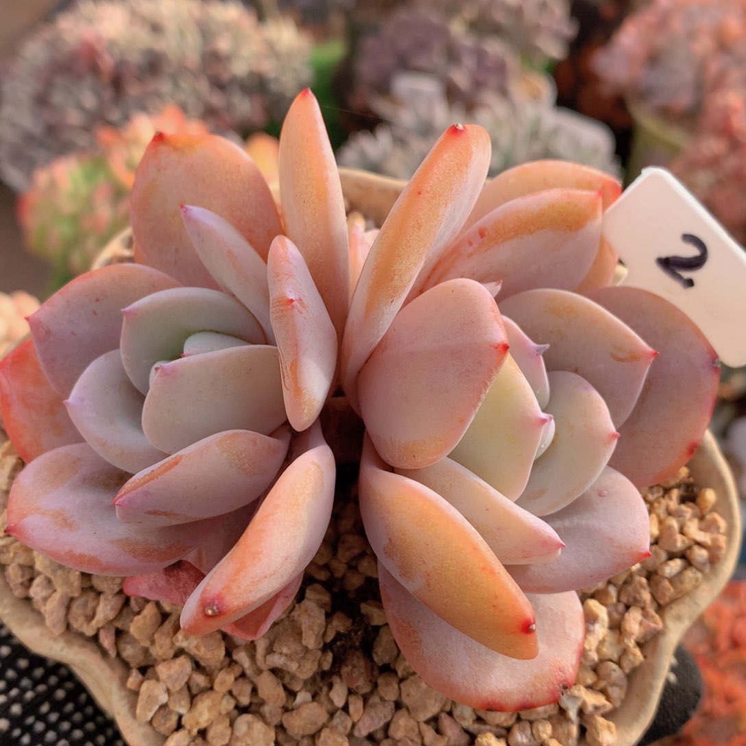 奶茶12 公分一物一拍