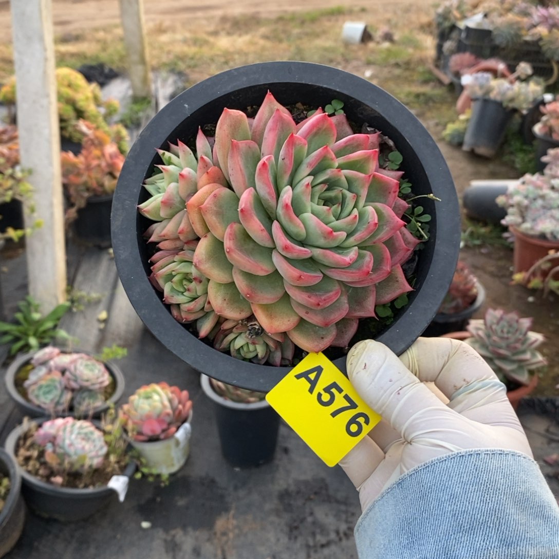 576不知名一物一拍