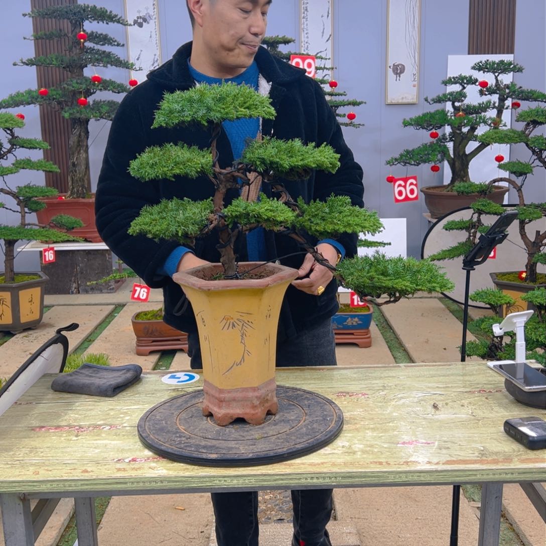 盆景龙爪松造型盆景