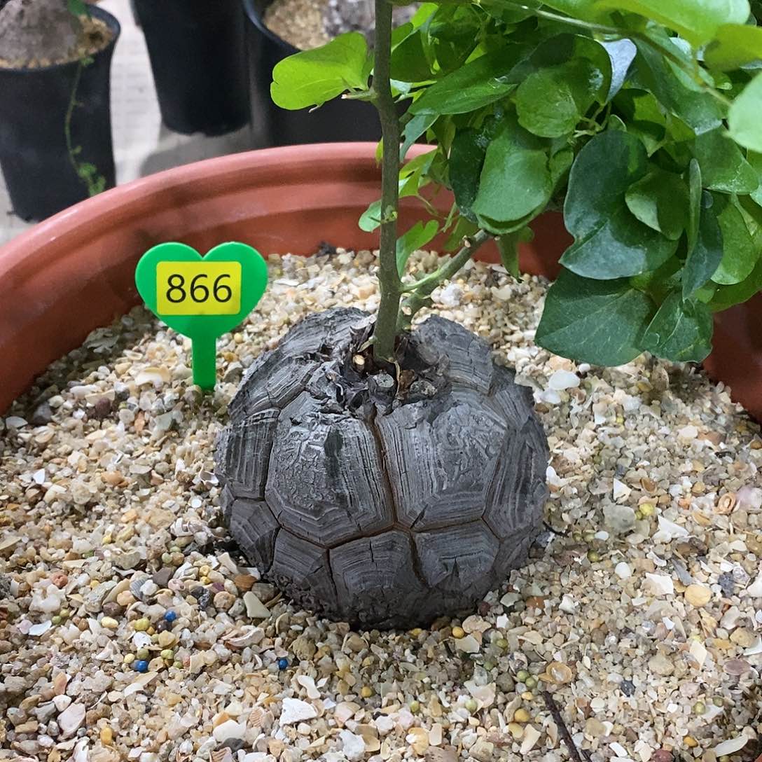 南非龟甲龙龟甲龙