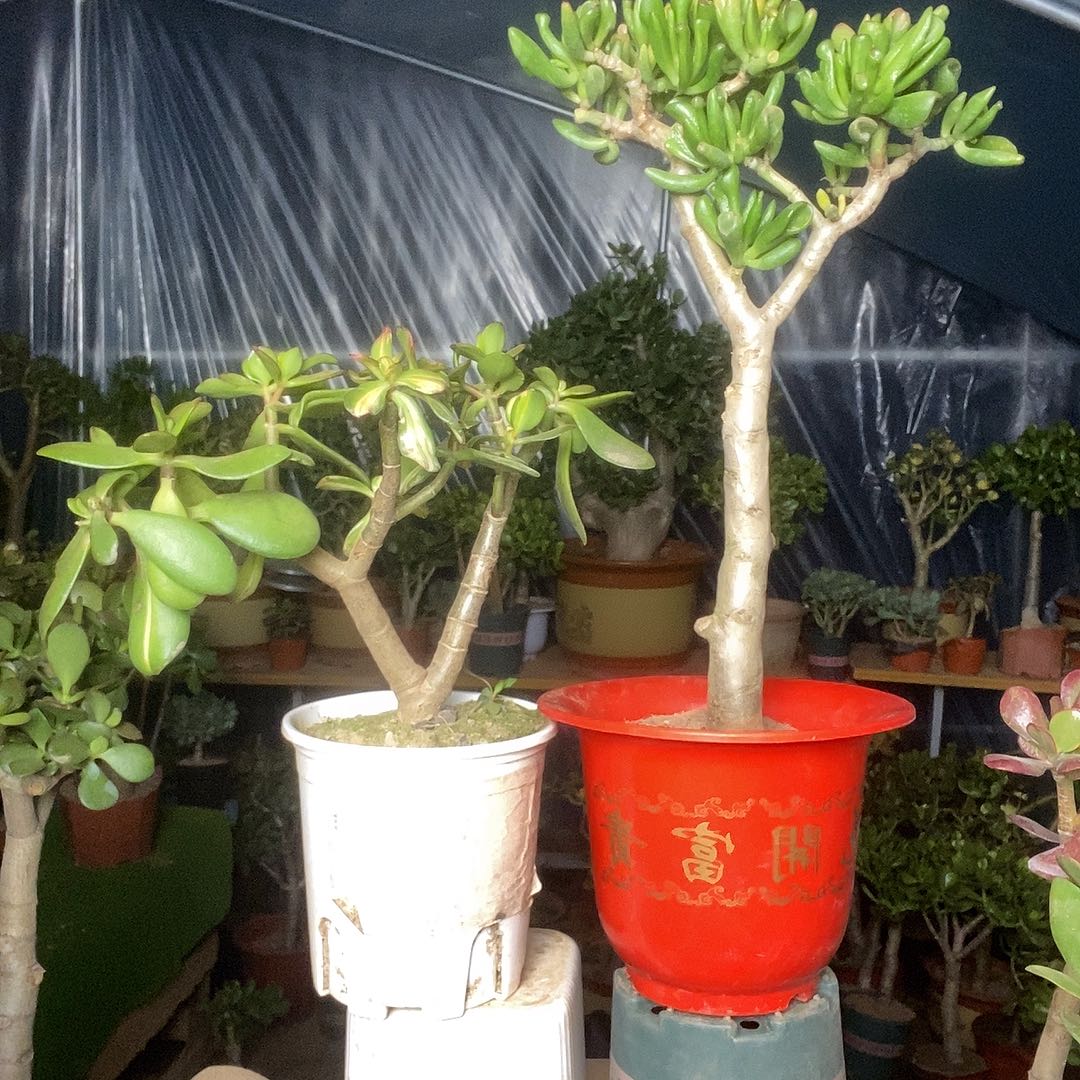 青***水完全开放老桩玉树一物一拍