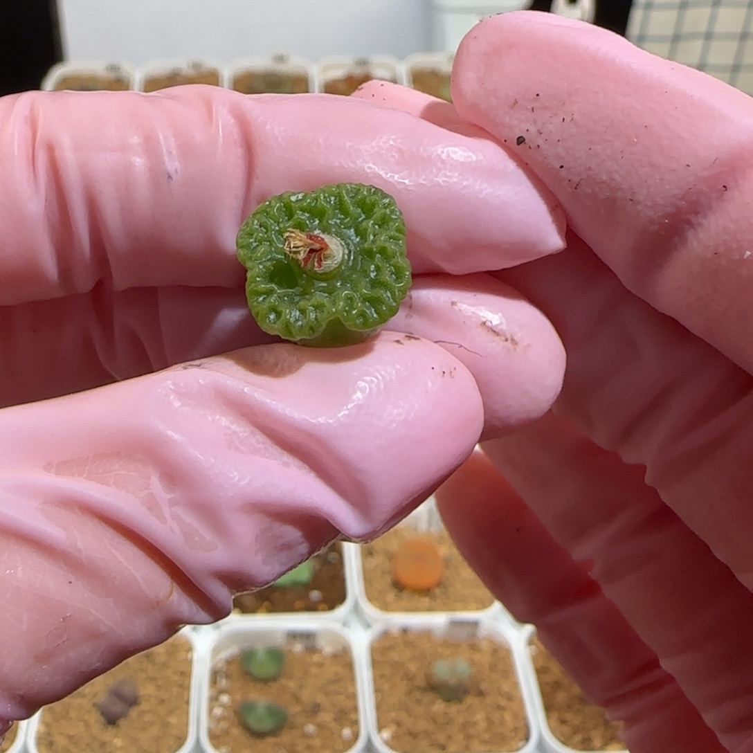 菜***姐肉锥多肉植物组合-1394方烧