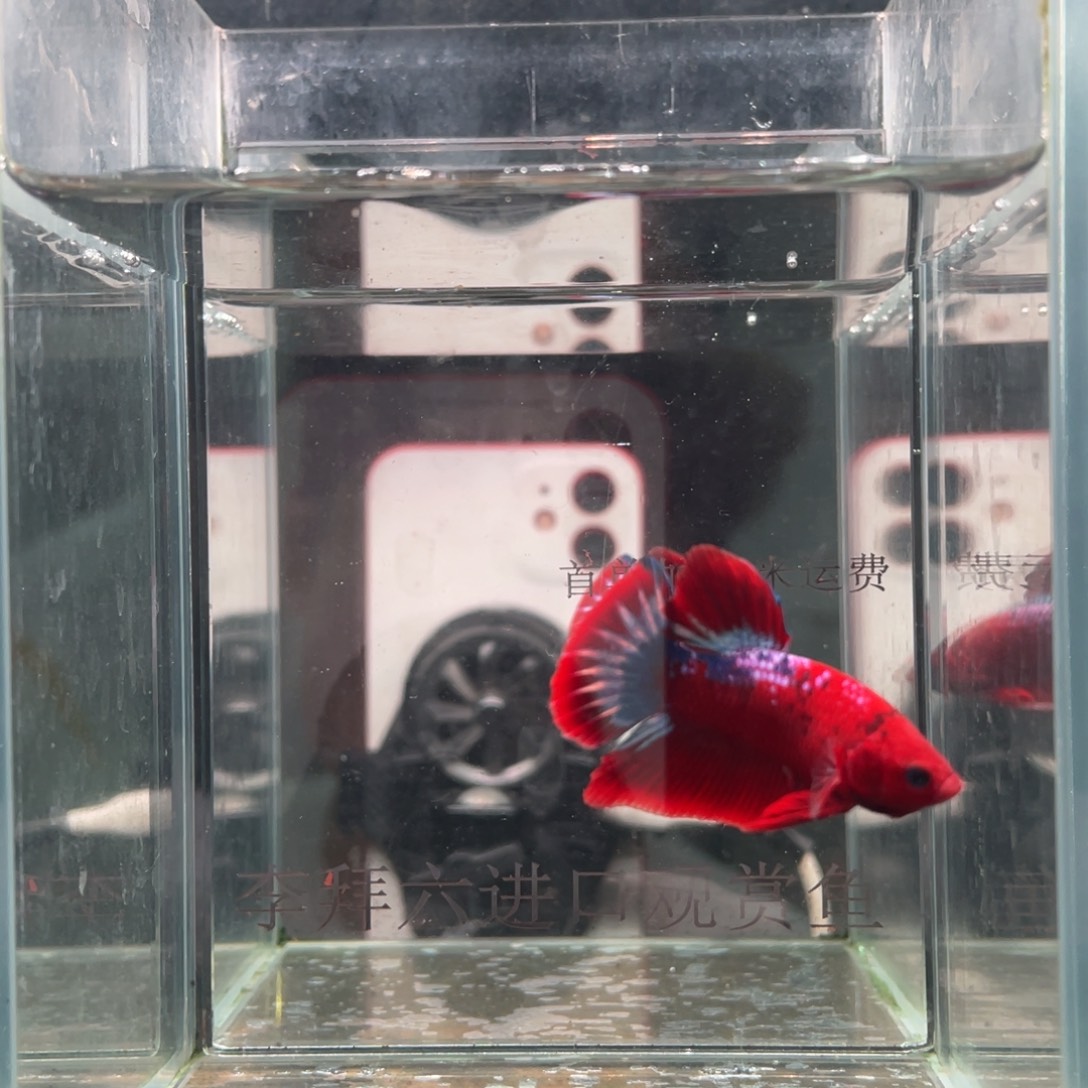 斗鱼印尼精品斗鱼70