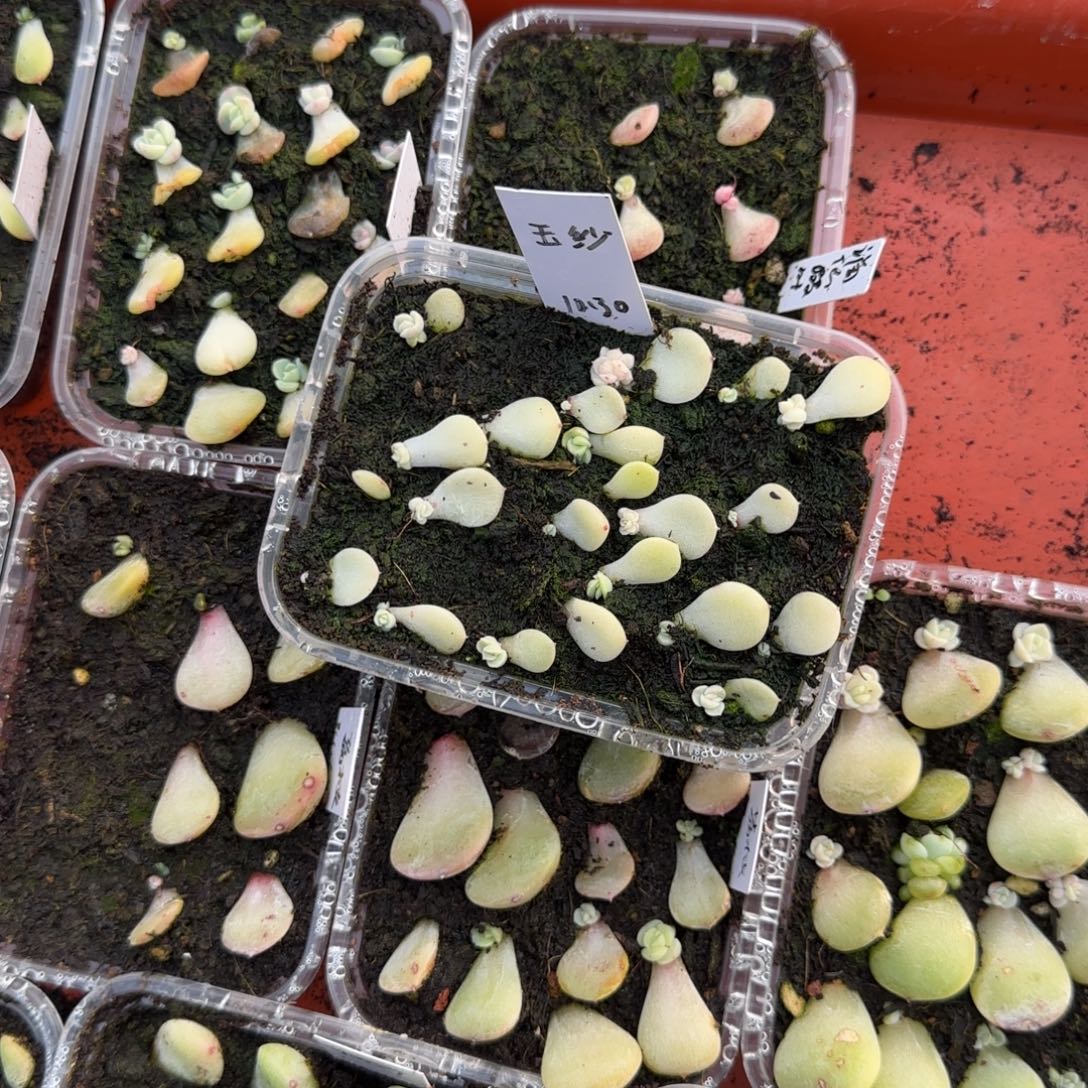 玉纱穴一个满25包邮