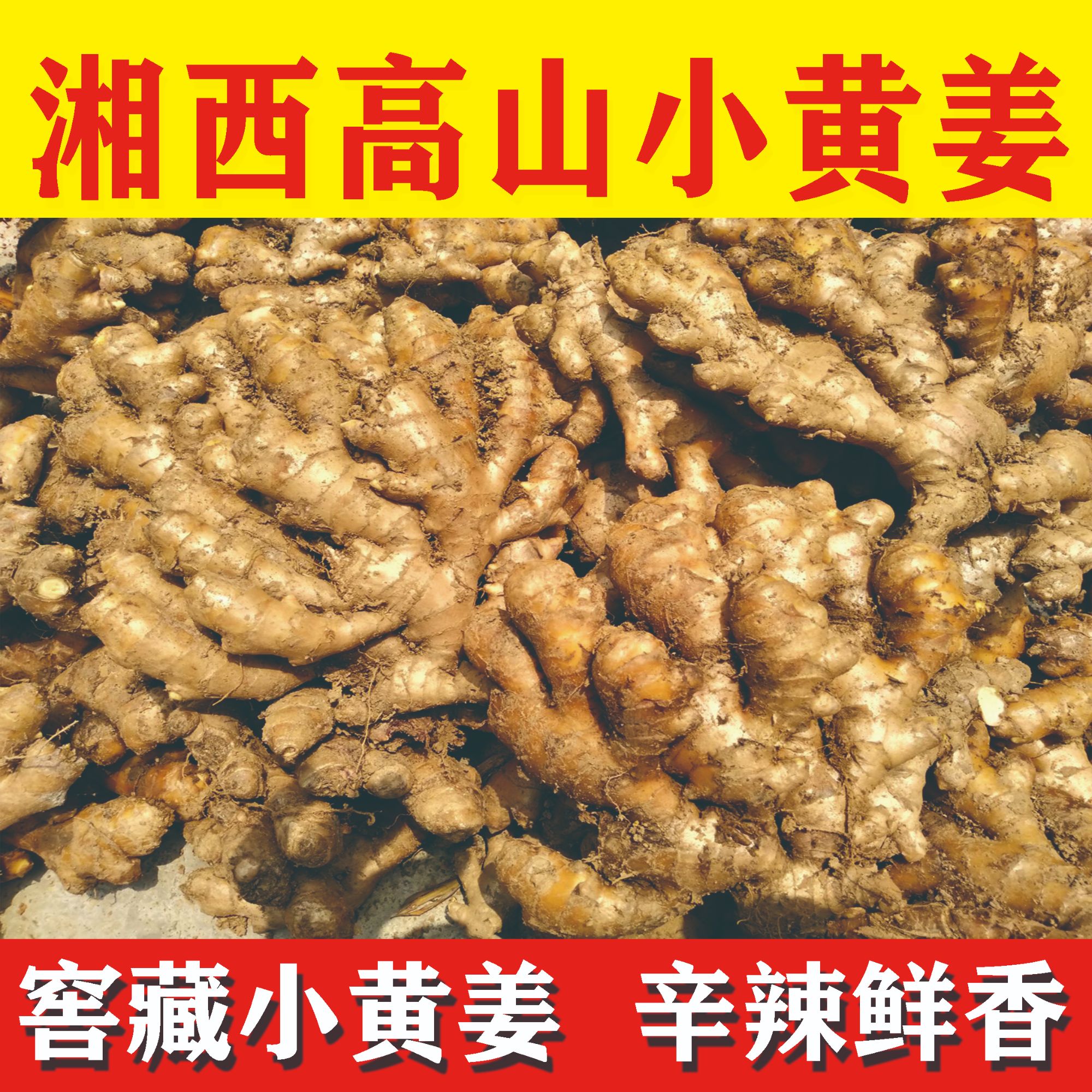 小黄姜湘西高山大山种植辛辣鲜香农家自种炒菜煲汤泡脚月子养生