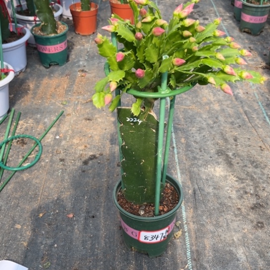 2224蟹爪兰尾号8347