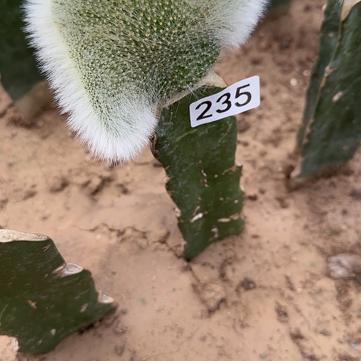 岚***色无花朵嫁接九尾狐缀235