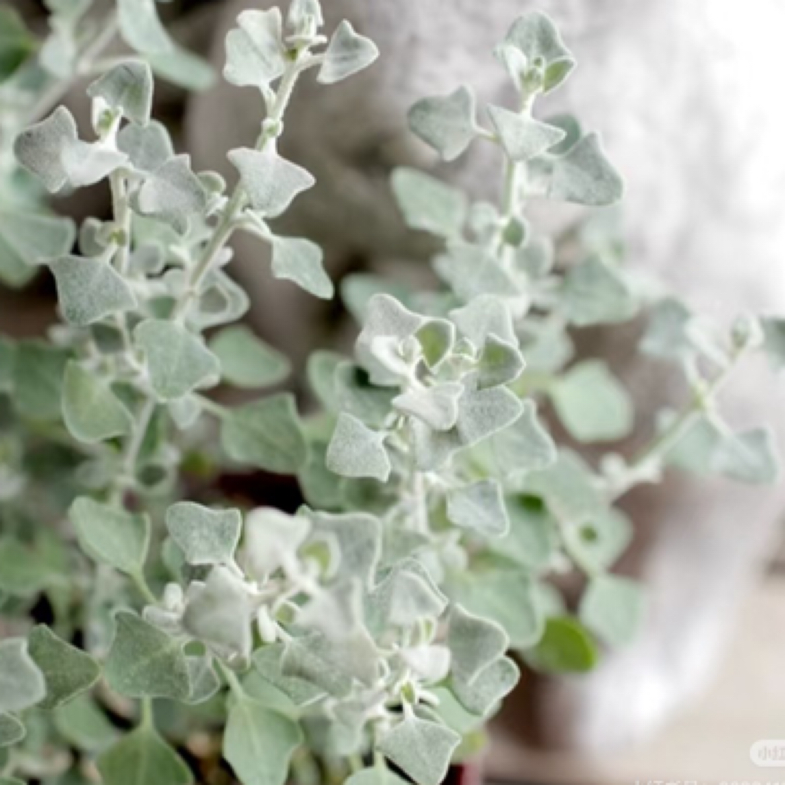 银叶仓鼠 布什浆果藜 多年生银色小灌木 耐热耐寒常绿观叶植物