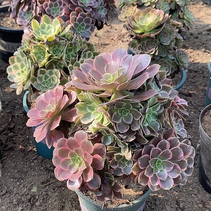 金丝雀多肉植物017